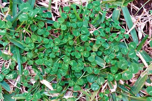 White Clover Trifolium Repens Leaves In A Buffalo Lawn