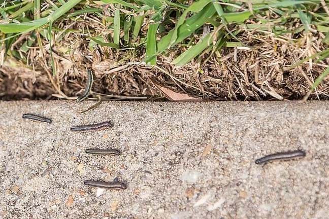 5 Lawn Armyworm walking on a cement gutter alongside a lawn