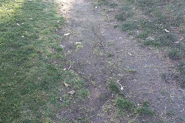 Image above: compaction caused by parking/driving on the lawn