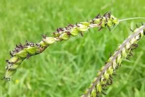 Paspalum Control in Your Lawn & Garden