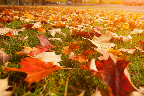 Top Tips for Autumn Lawn Care