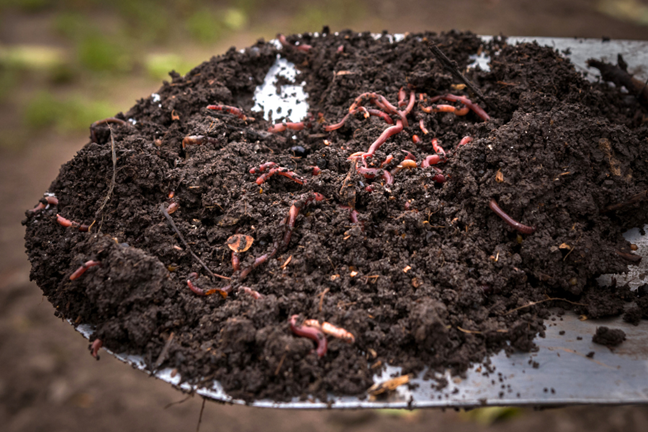 a mixture of earthworms and soil on a shovel