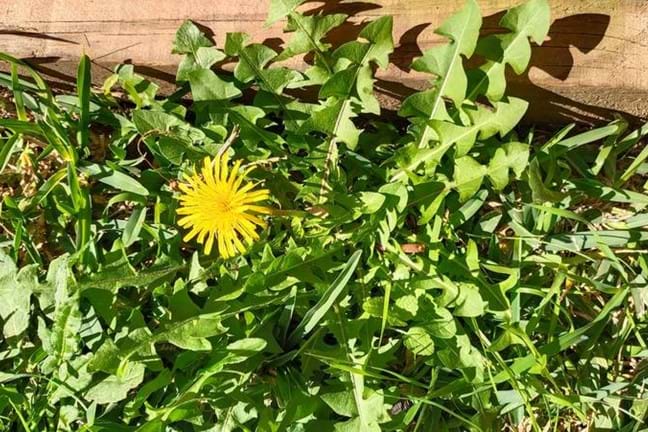 Dandelion weed in a lawn with one yellow flower
