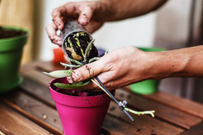 How to re-pot Orchids