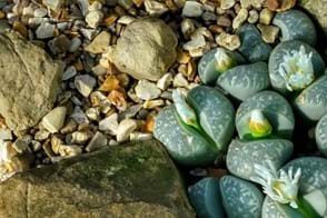 how to grow lithops 2