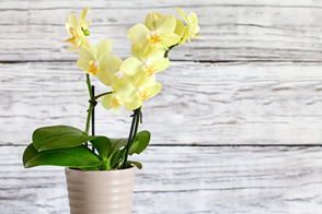 How to Grow Moth Orchids