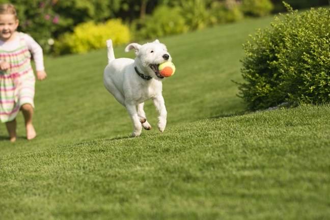 Littel Girl Chasing After Dog With Ball Lawn 800X451px LS