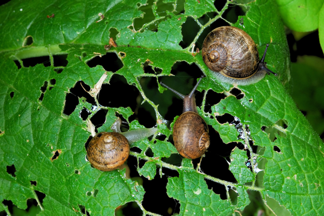 snails chewing holes in leaf