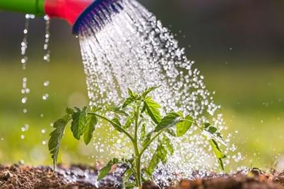 Hydrophobic/Water-Repellent Soil