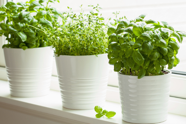 Potted Herbs 800X451px LS