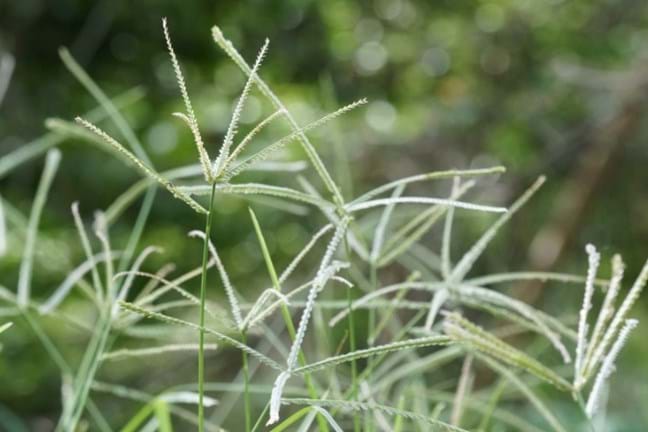 Crowsfoot Grass (Eleusine Indica) Flower Seed Head 800X451px