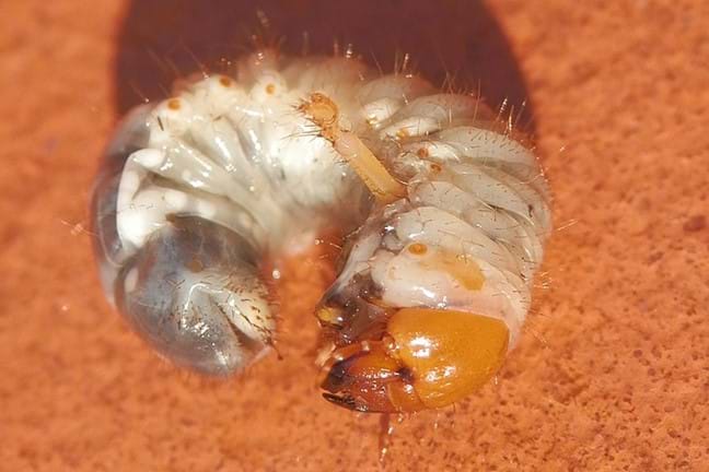 African Black Beetle Larva - Curl Grub. Image courtesy of E. Dando