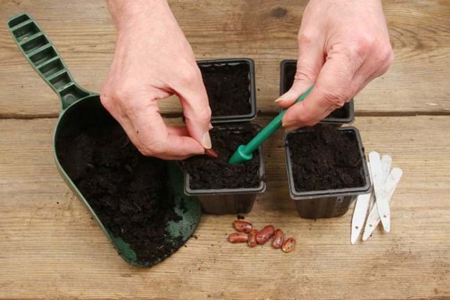 Sowing seeds in a tray filled with seed-raising mix