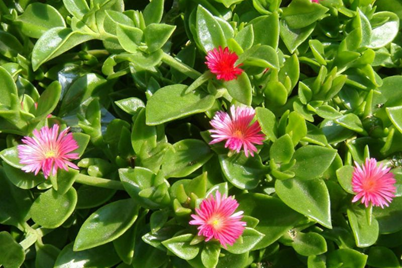 Top 5 drought tolerant ground covers perennials