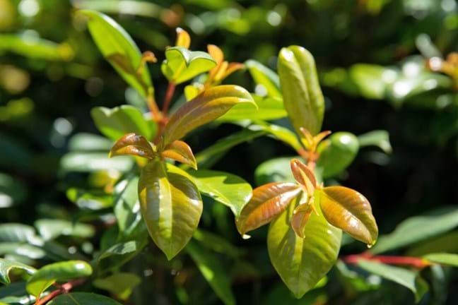 close up photo of the leaves of a Syzygium australe 'Resilience' with bronze coloured new growth