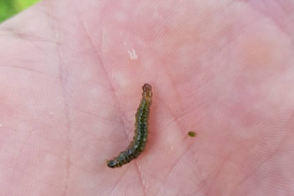 Sod Webworm Control in Your Lawn