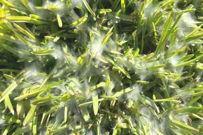 Grass Webbing Mites