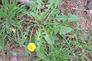 Dandelion Weed Control in Your Lawn & Garden