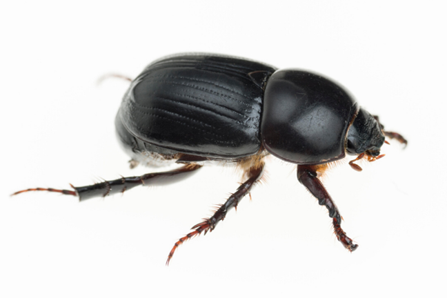 Image above: adult African Black Beetle