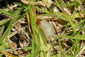 Argentine Stem Weevil Larvae & Billbug Larvae Control in Your Lawn